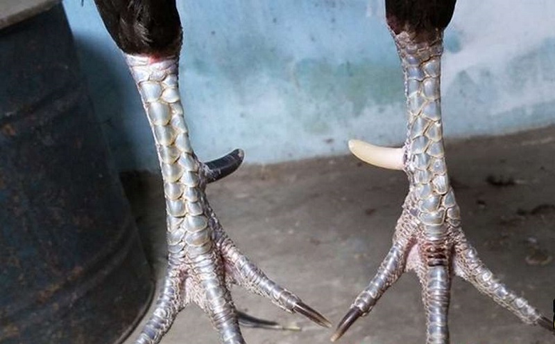 Tác dụng của cựa gà trong thi đấu