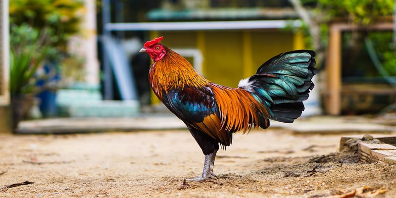 Thực hiện cách tỉa lông gà đá cựa sắt chính là một việc cần thiết đối khi nuôi gà