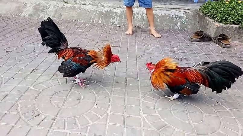 Những loại hình đá gà trực tiếp đang phát triển