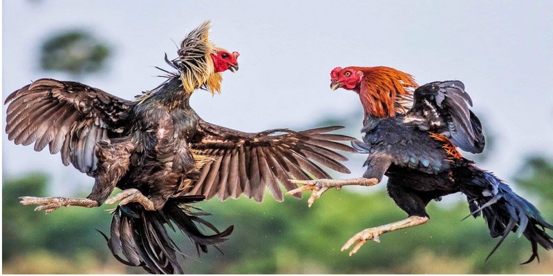 Giống gà đá hay thường xuất hiện ở hầu hết các trận đấu