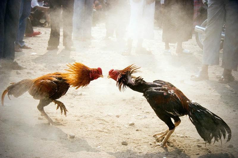 Khái quát về sân chơi đá gà cựa sắt