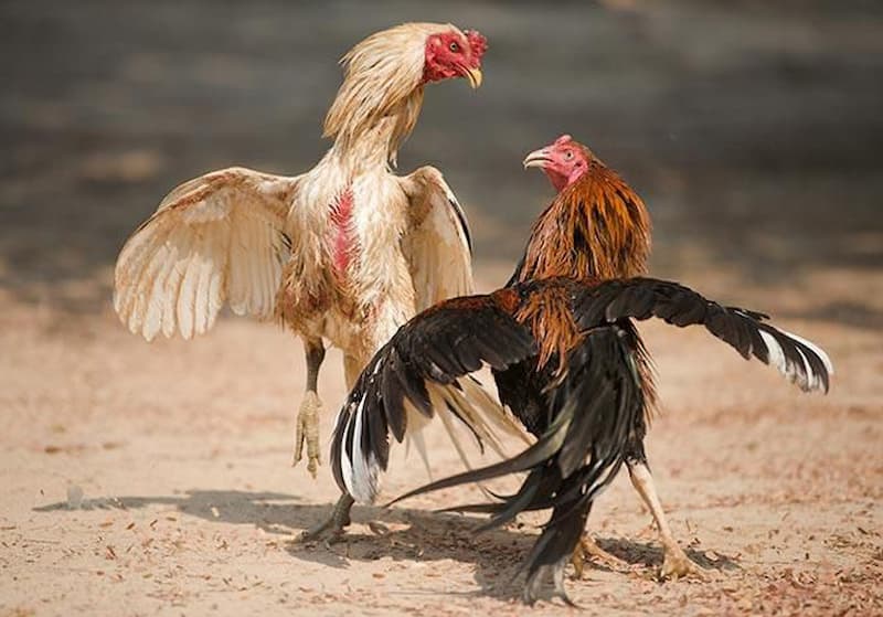 Quy định về chạng gà trong luật đá gà cựa sắt