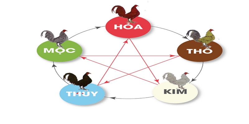 Biết cách xem màu mạng gà đá để mang về tỷ lệ thắng cao