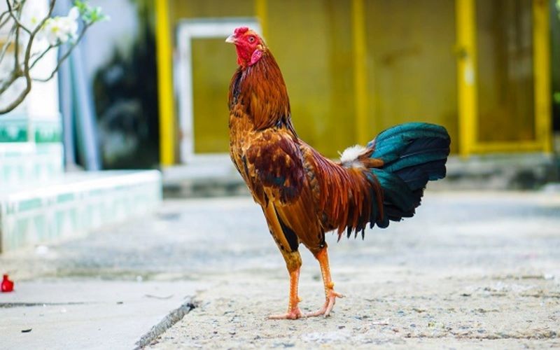 Quy luật tương sinh, tương khắc giúp anh em chọn được thần kê dũng mãnh