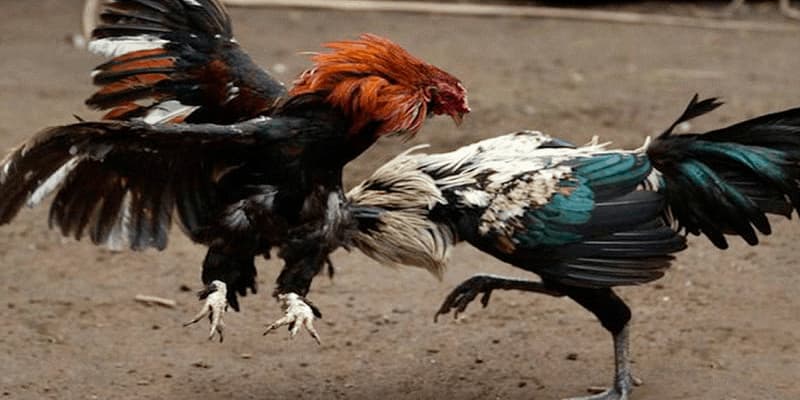 Dừng chơi cá cược đá gà đúng lúc
